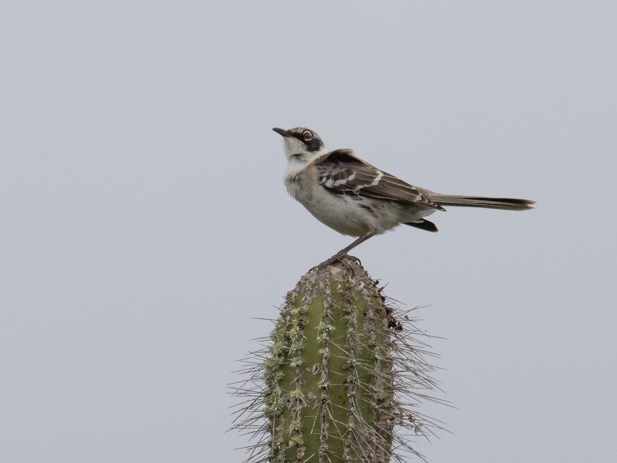 Galapagos Mockingbird - ML623520960