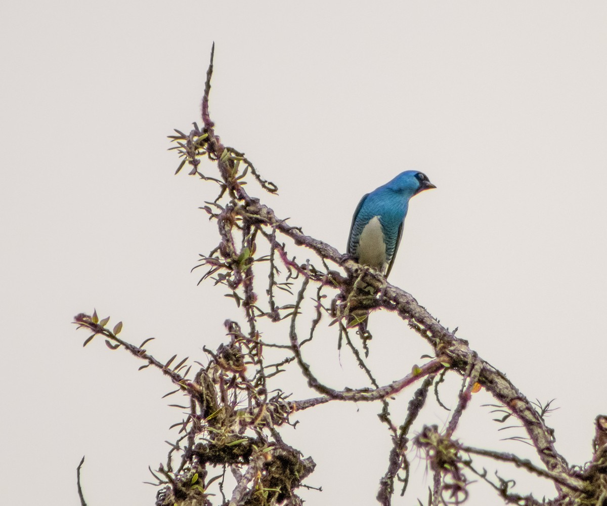 Swallow Tanager - ML623520968