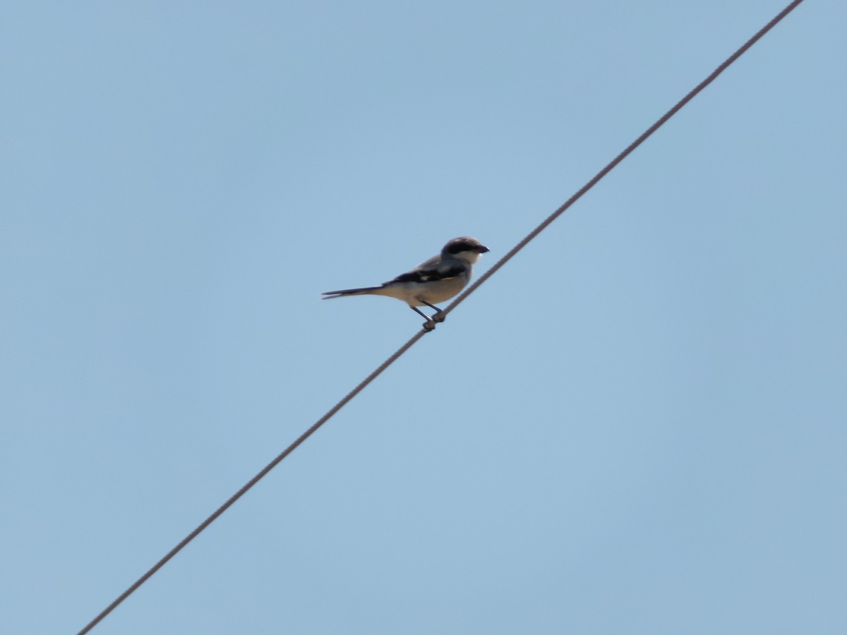 Loggerhead Shrike - ML623521061