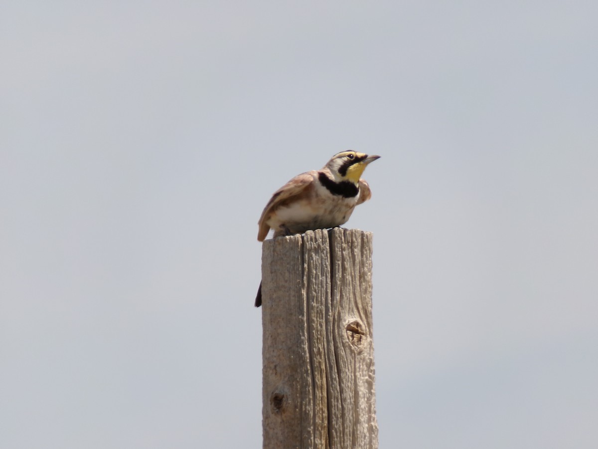 Horned Lark - ML623521063