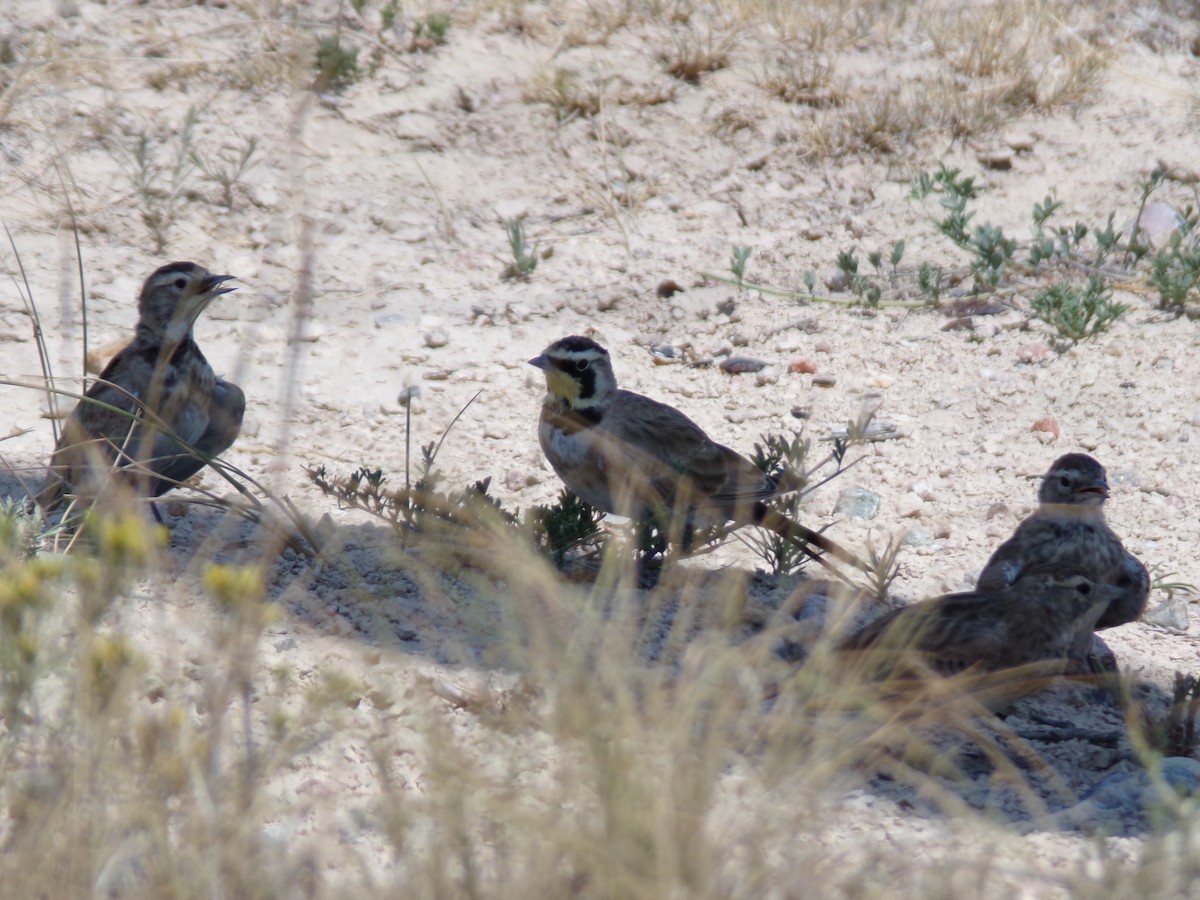 Horned Lark - ML623521064