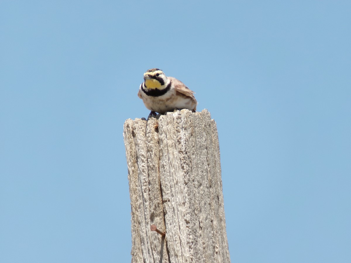 Horned Lark - Kara Bean