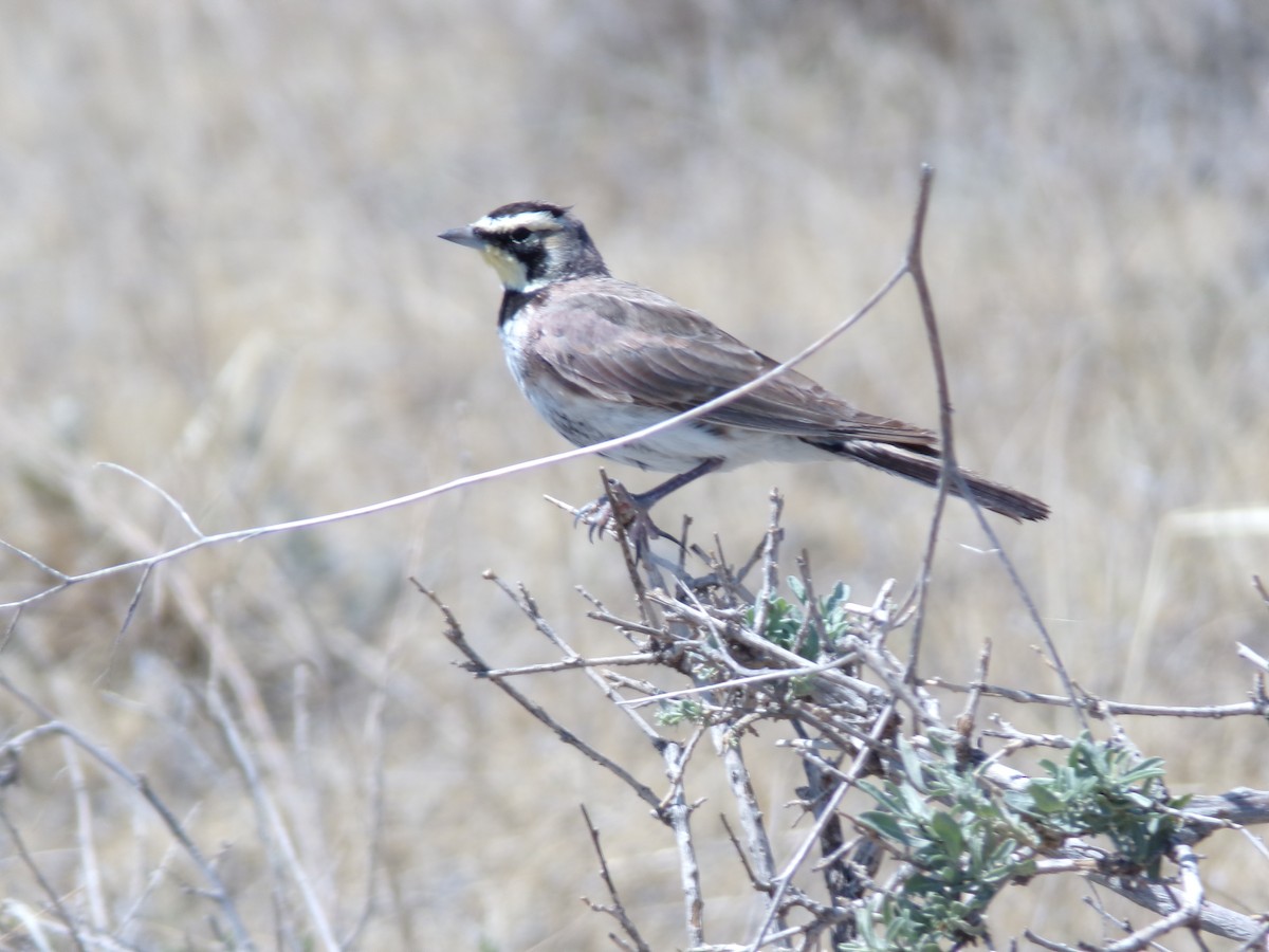 Horned Lark - ML623521066