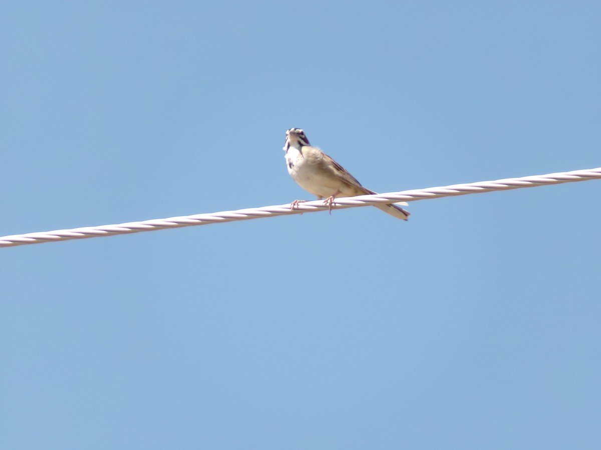 Lark Sparrow - Kara Bean