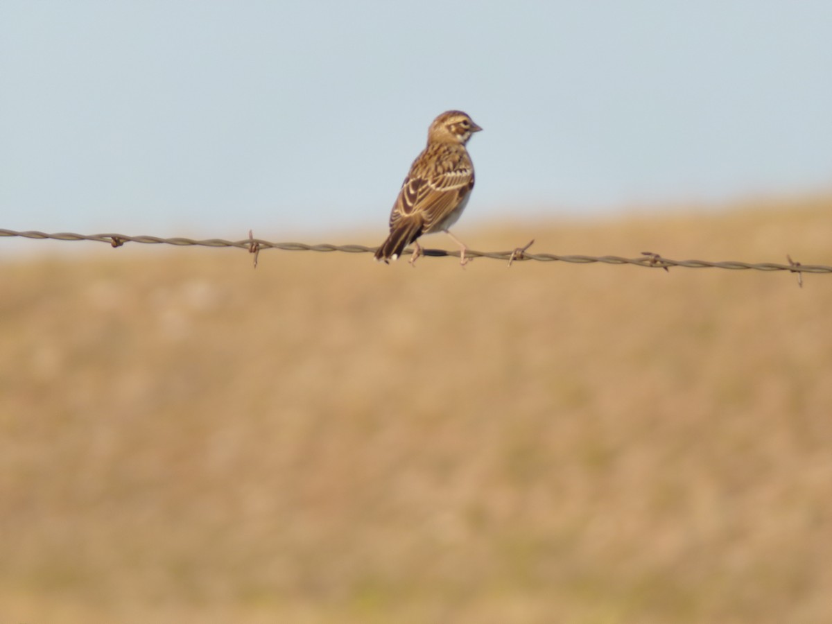 Lark Sparrow - ML623521072