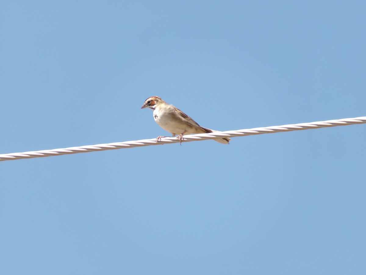 Lark Sparrow - ML623521073