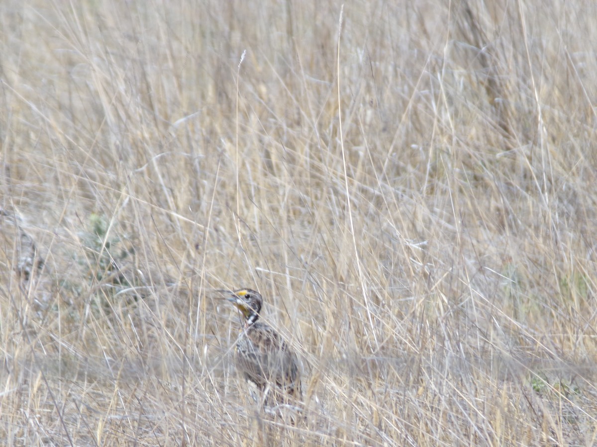 Western Meadowlark - ML623521077