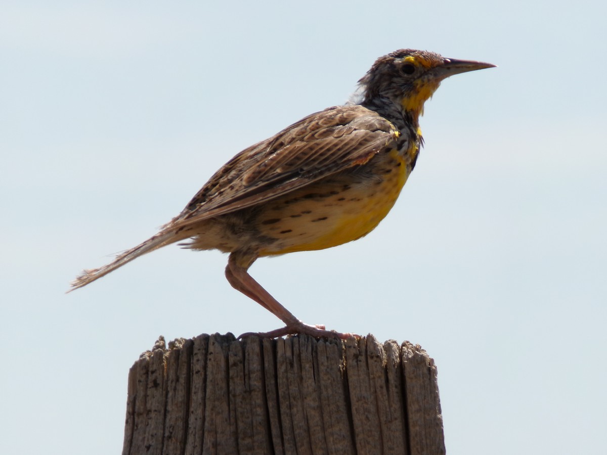 Western Meadowlark - ML623521078