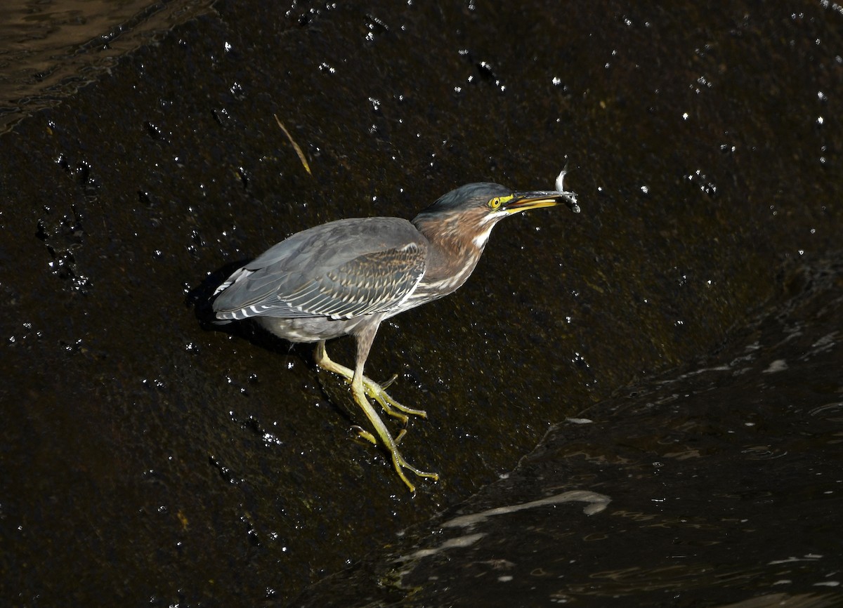 Green Heron - ML623521082