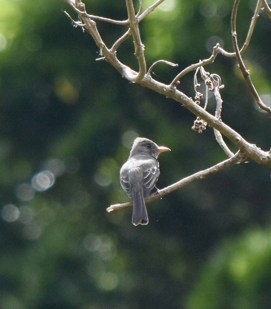 Dark Pewee - ML623521106