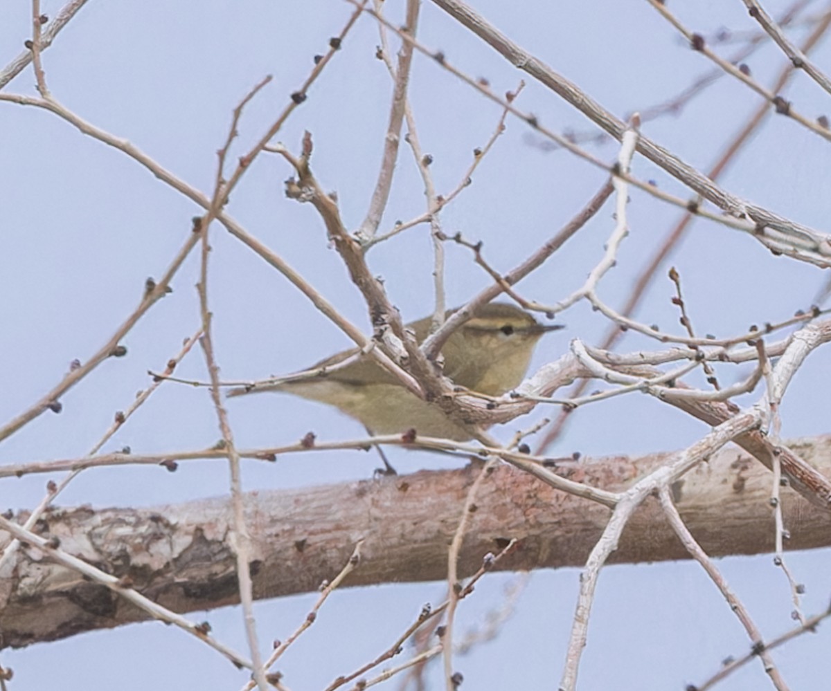 Phylloscopus sp. - john bishop