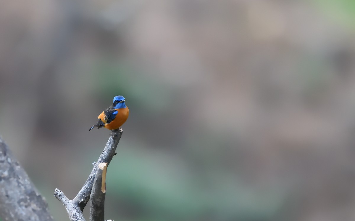 Blue-capped Rock-Thrush - ML623521142