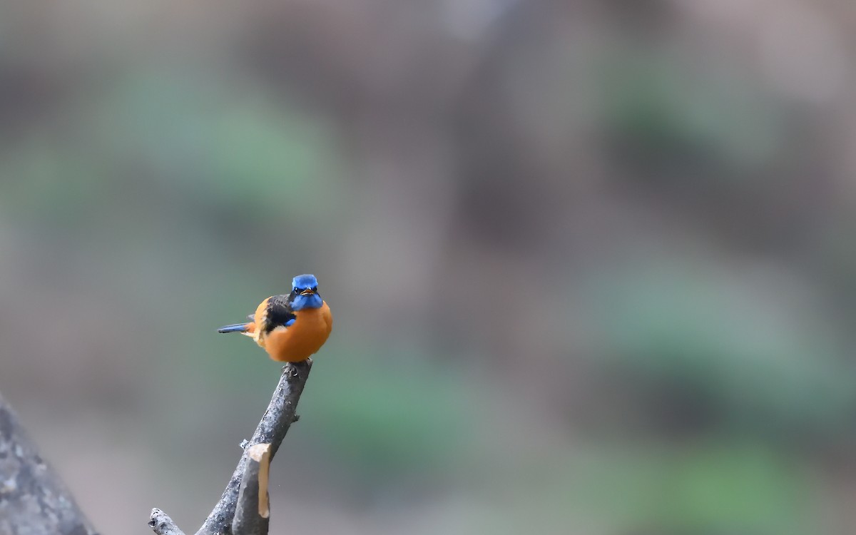 Blue-capped Rock-Thrush - Bhaskar Mandal