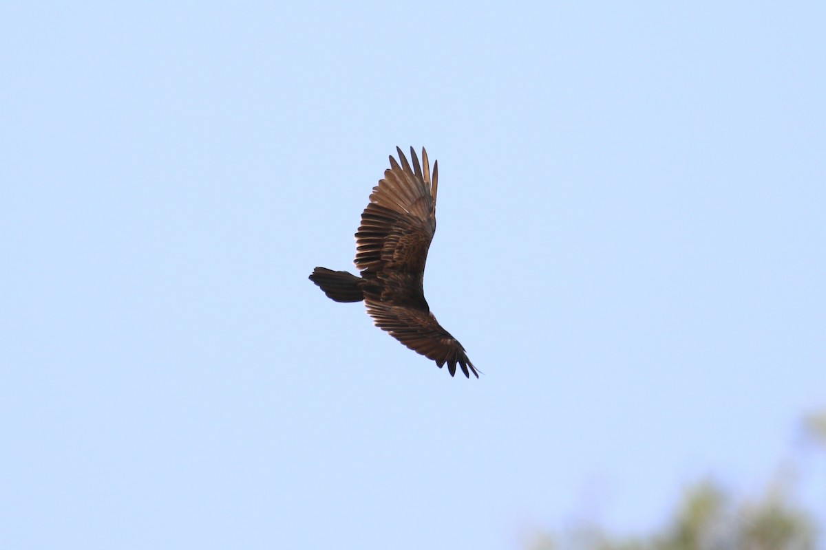 Turkey Vulture - ML623521167