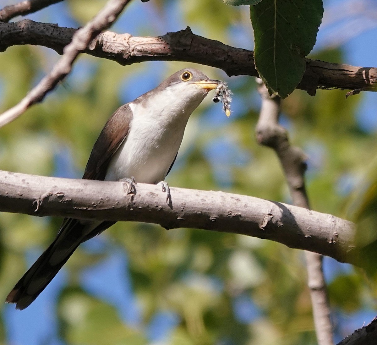 Yellow-billed Cuckoo - ML623521170