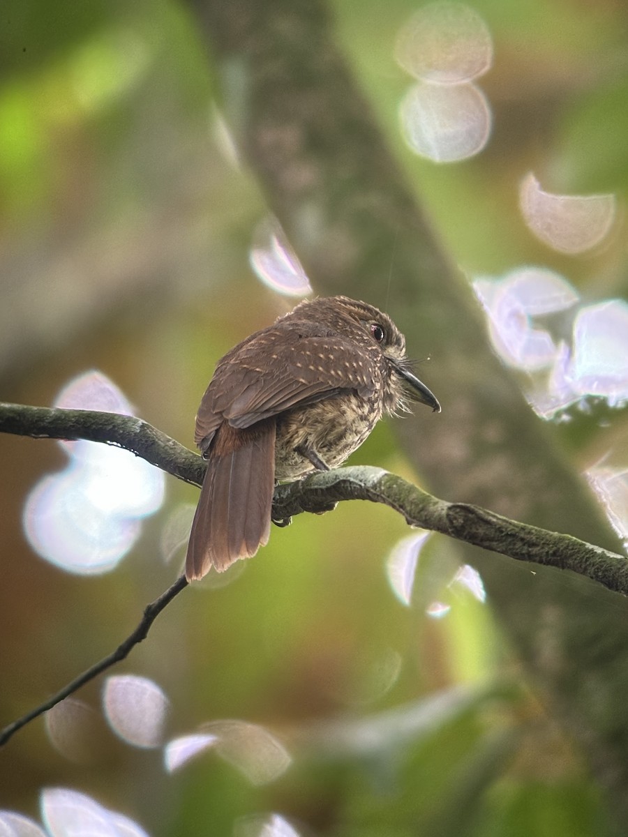 White-whiskered Puffbird - ML623521173