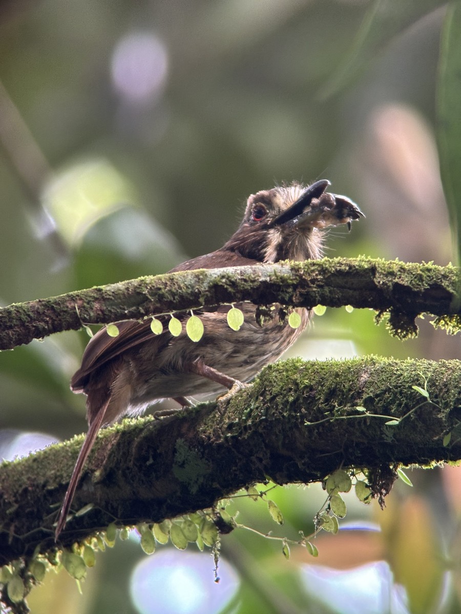 White-whiskered Puffbird - ML623521174