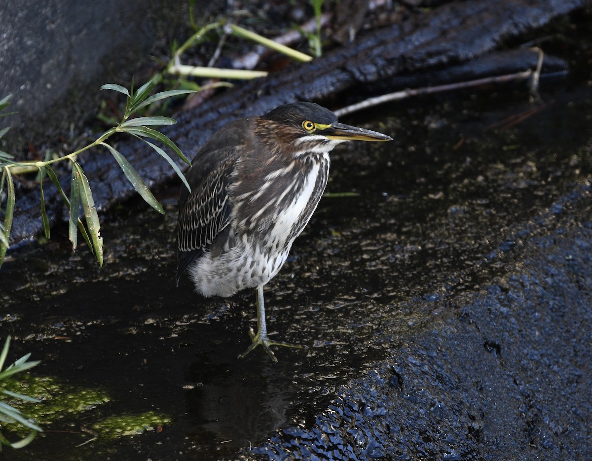 Green Heron - ML623521198