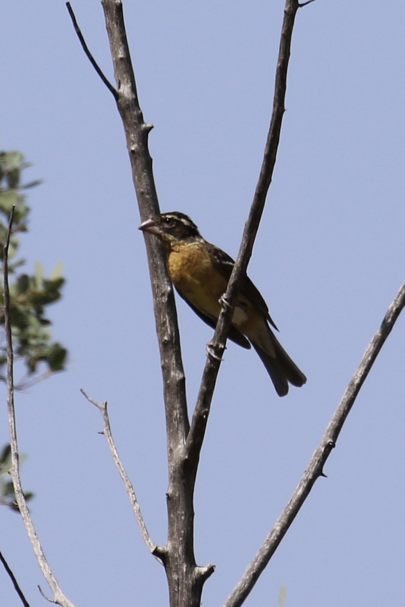 Black-headed Grosbeak - ML623521203