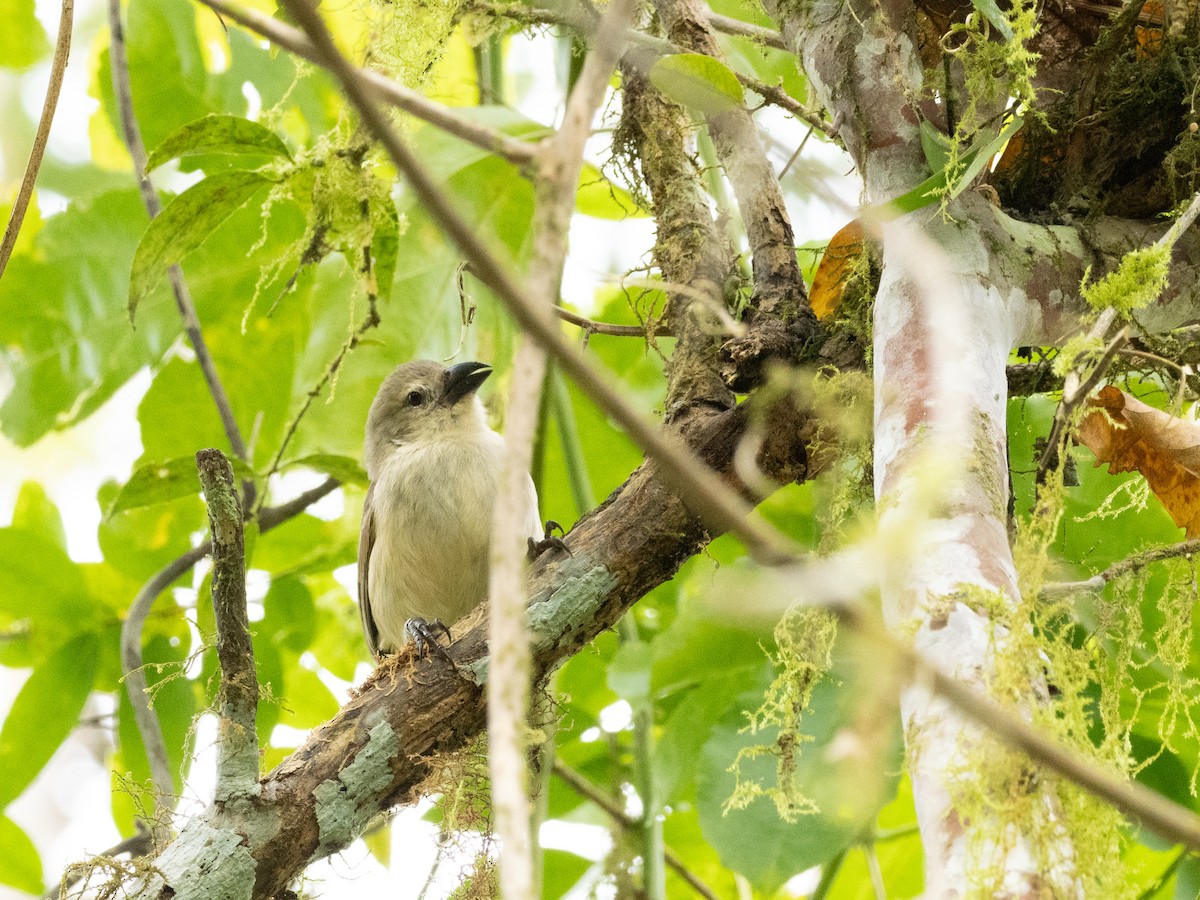 Vegetarian Finch - ML623521205