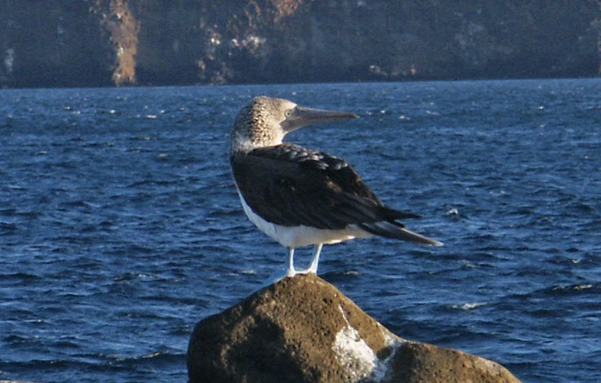 Blue-footed Booby - ML623521314