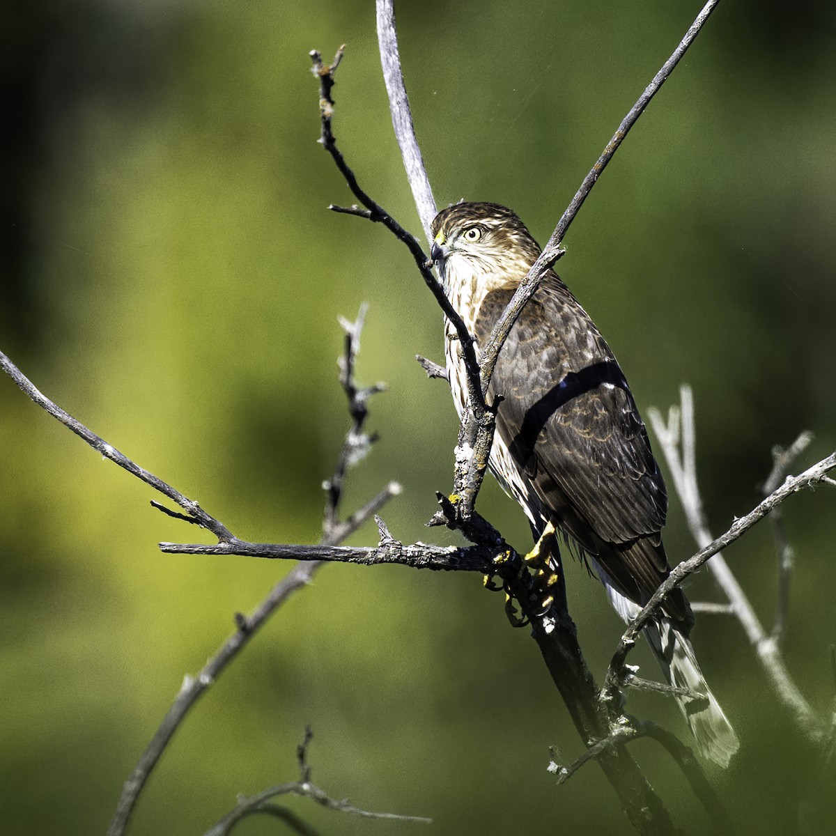 Sharp-shinned Hawk - ML623521356