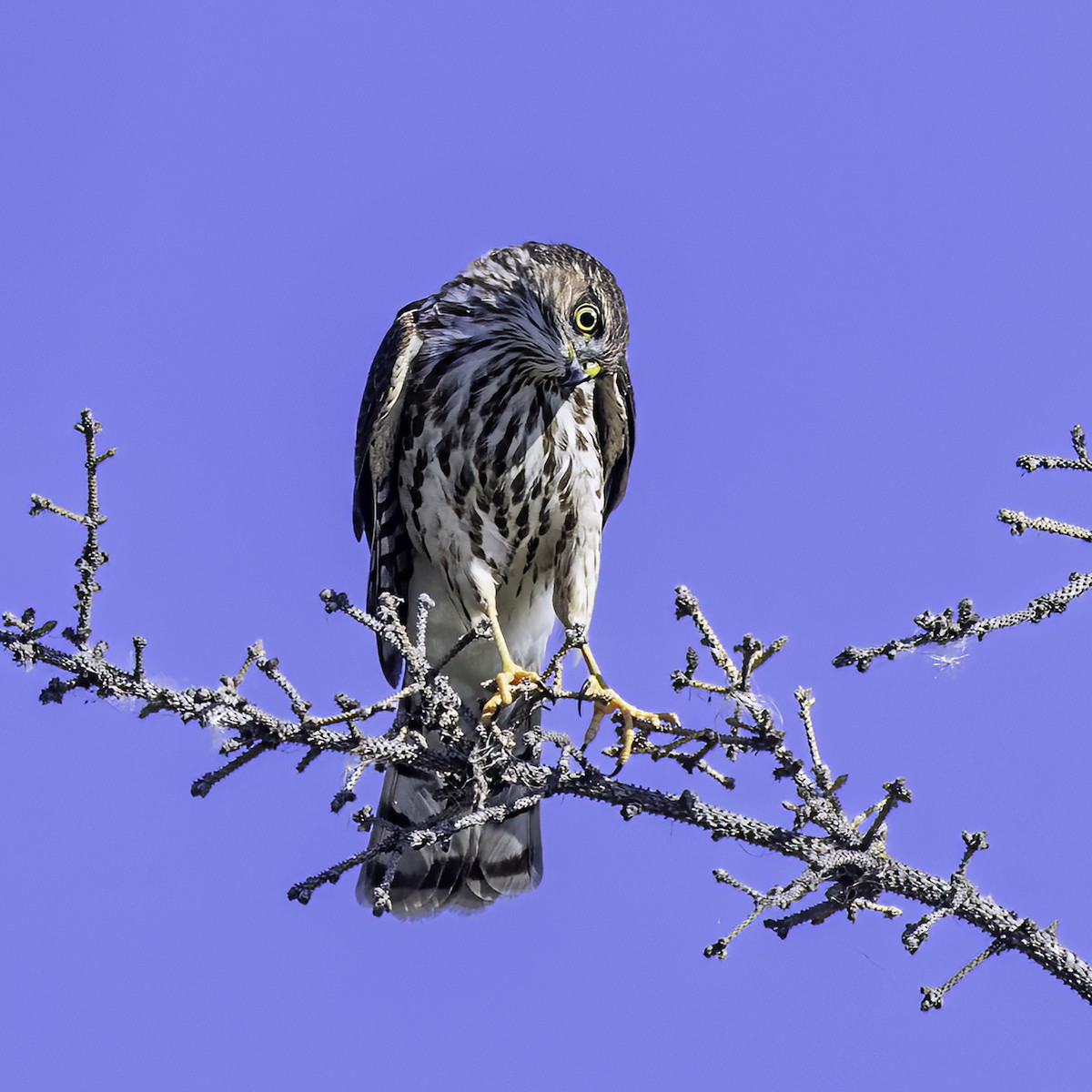 Sharp-shinned Hawk - ML623521357