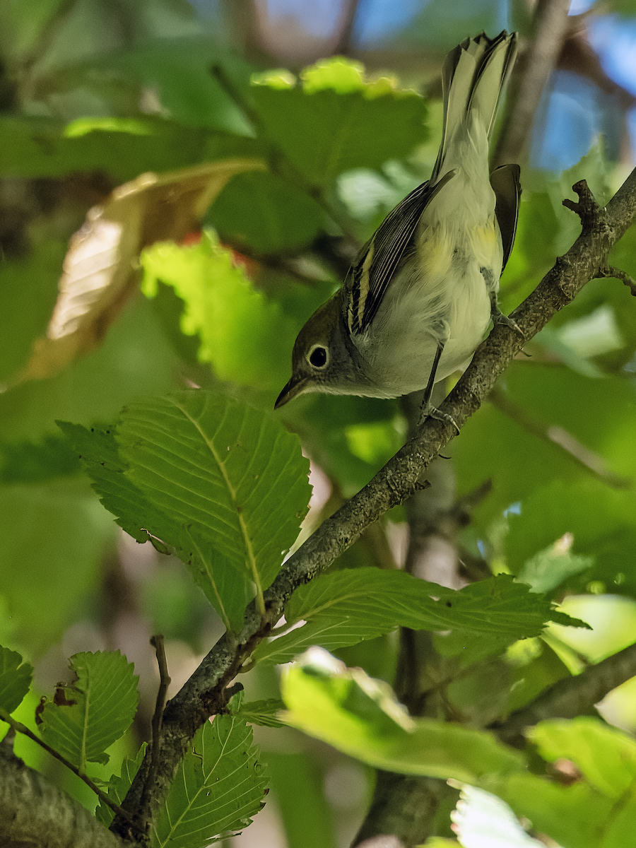 Chestnut-sided Warbler - ML623521370