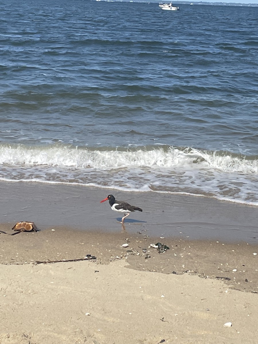 Американский кулик-сорока - ML623521381