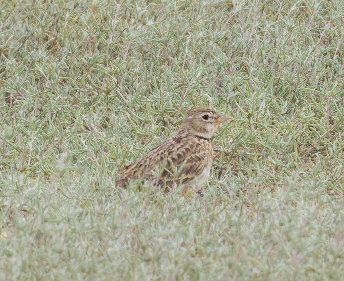 Calandra Lark - ML623521424