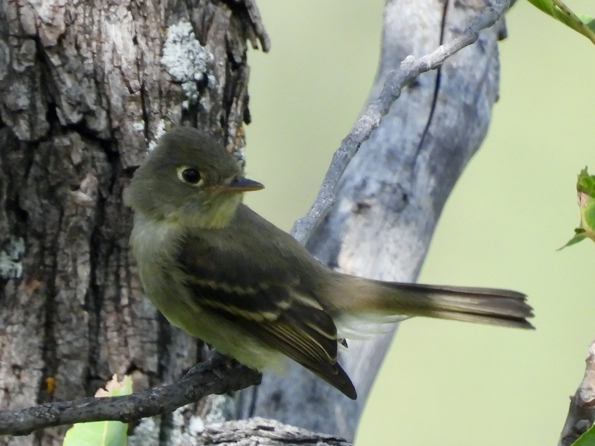 Western Flycatcher - ML623521435