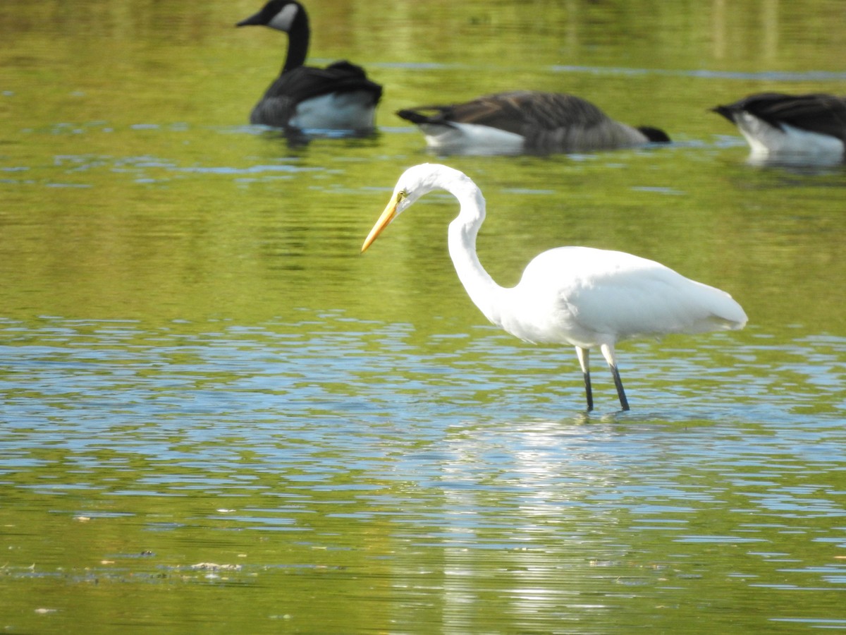 Great Egret - ML623521451