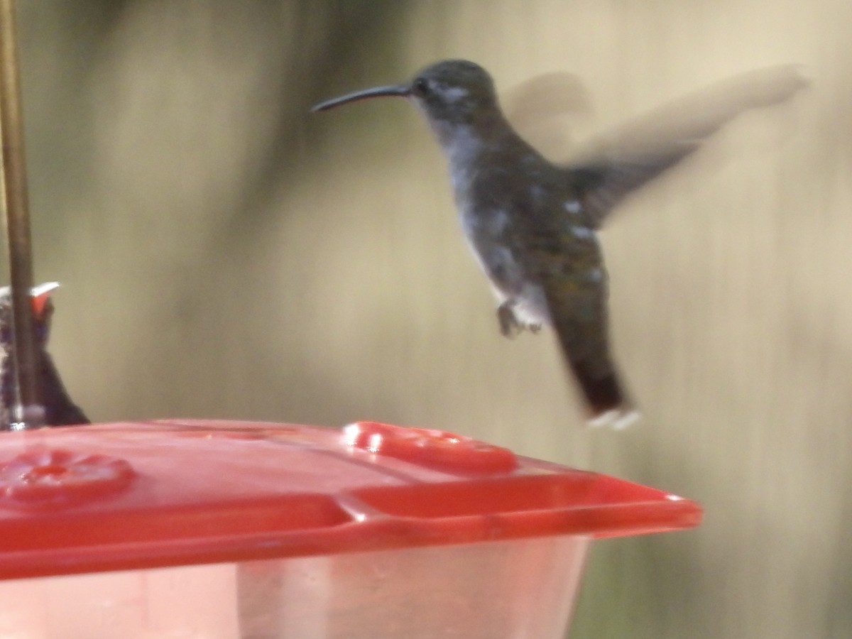 hummingbird sp. - ML623521481