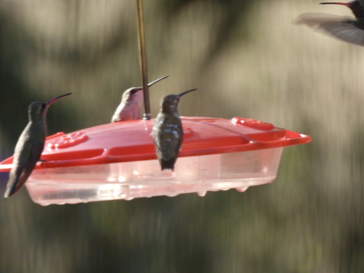 hummingbird sp. - ML623521482