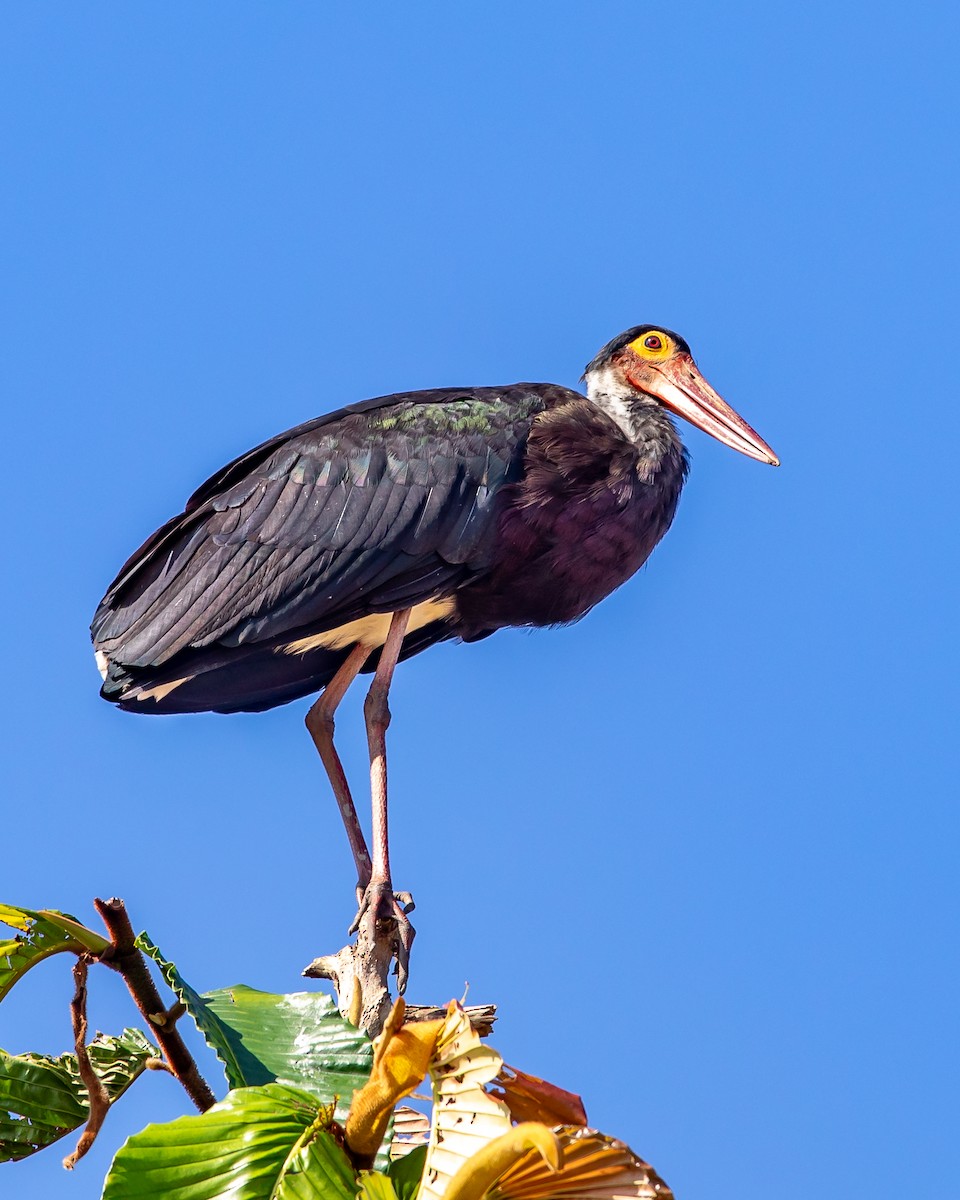 Storm's Stork - Gopala Krishna Baliga