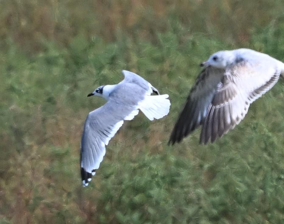 Franklin's Gull - James Markham