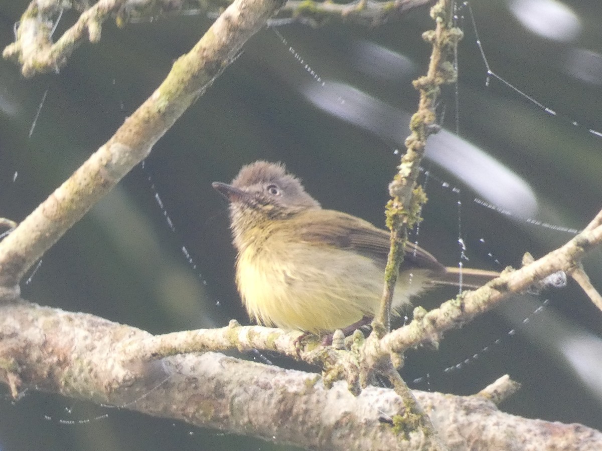 Stripe-necked Tody-Tyrant - ML623521537