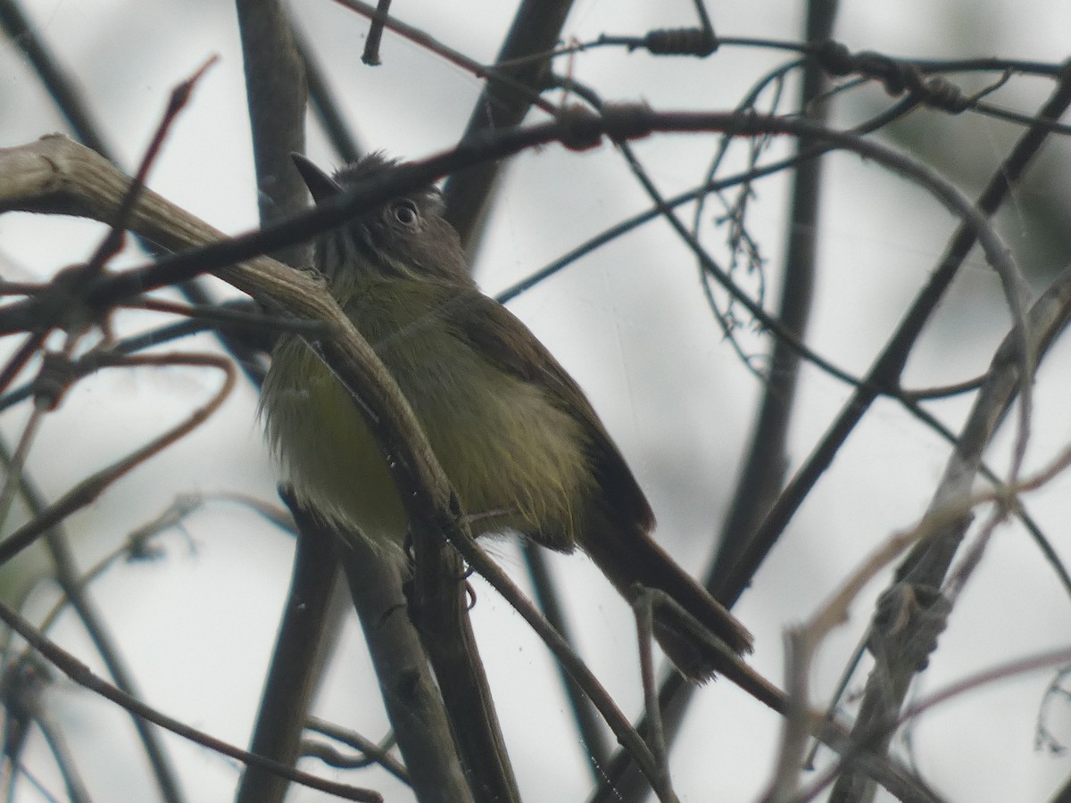 Stripe-necked Tody-Tyrant - ML623521538