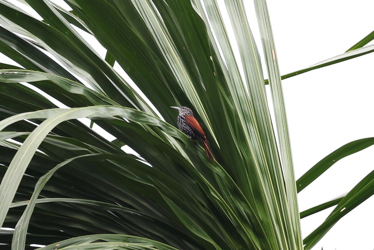 Point-tailed Palmcreeper - ML623521565