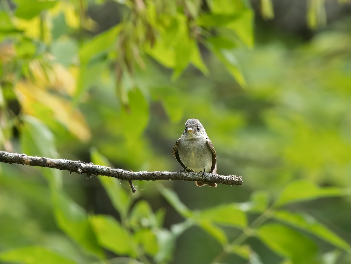 Eastern Wood-Pewee - ML623521633