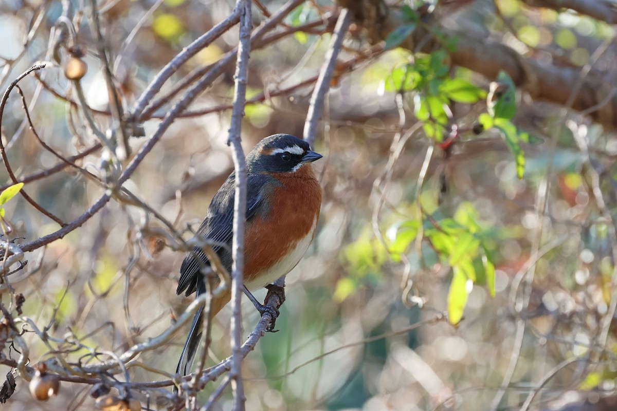 Black-and-rufous Warbling Finch - ML623521648