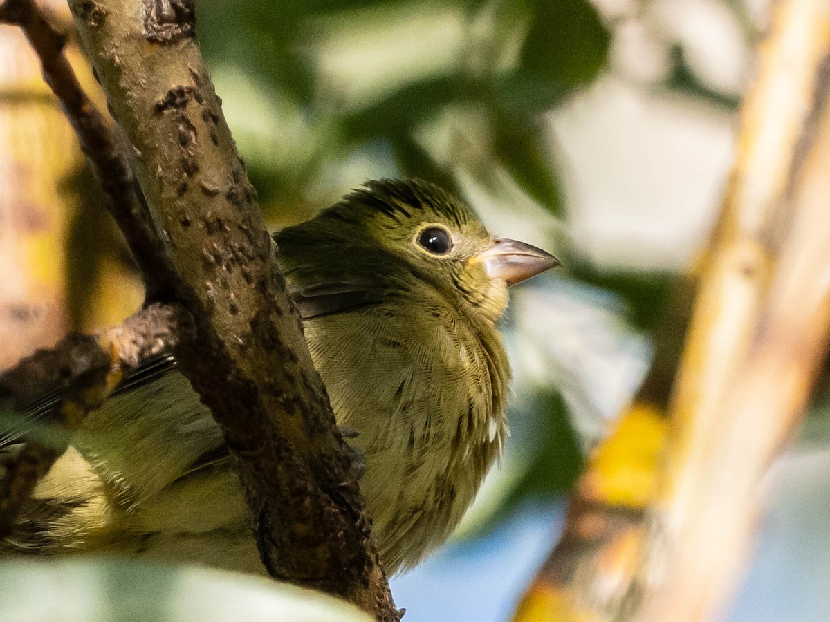 Painted Bunting - ML623521671