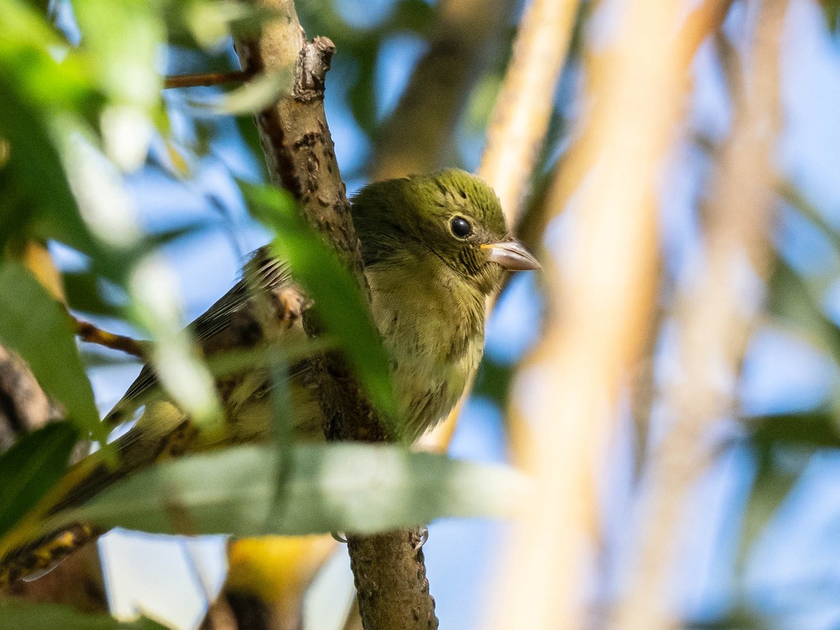 Painted Bunting - ML623521672