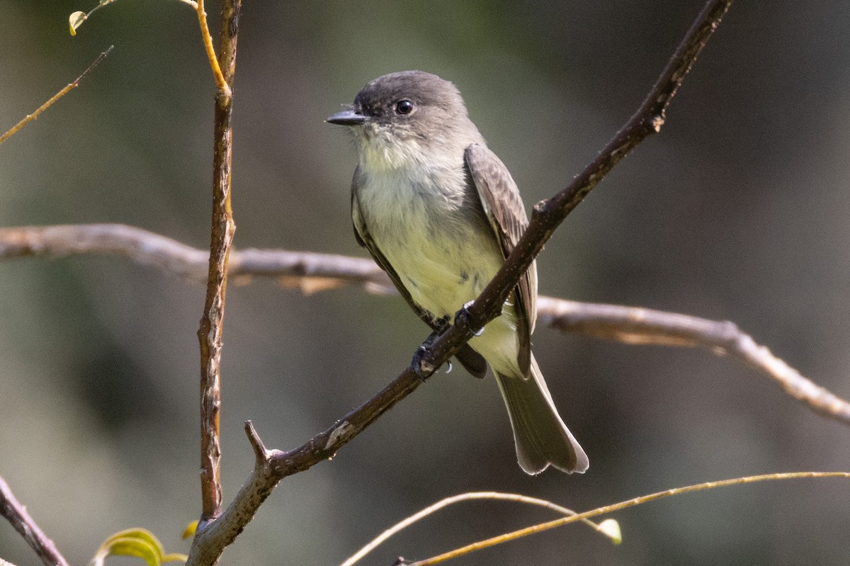Eastern Phoebe - ML623521690