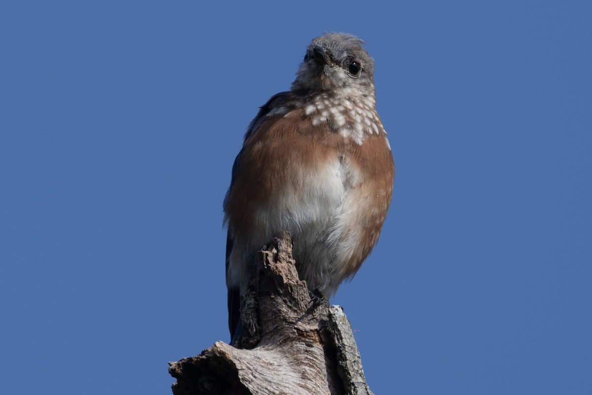 Eastern Bluebird - ML623521699