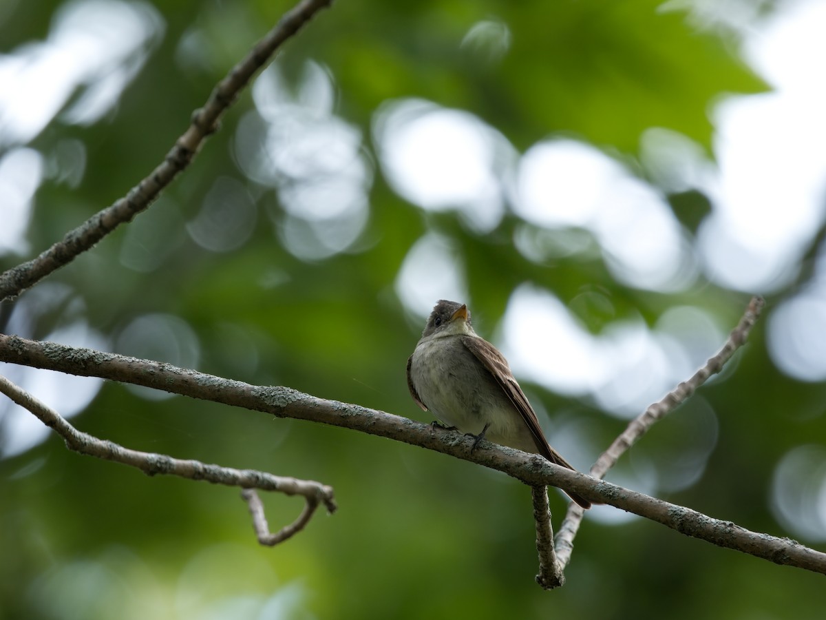 Eastern Wood-Pewee - ML623521801