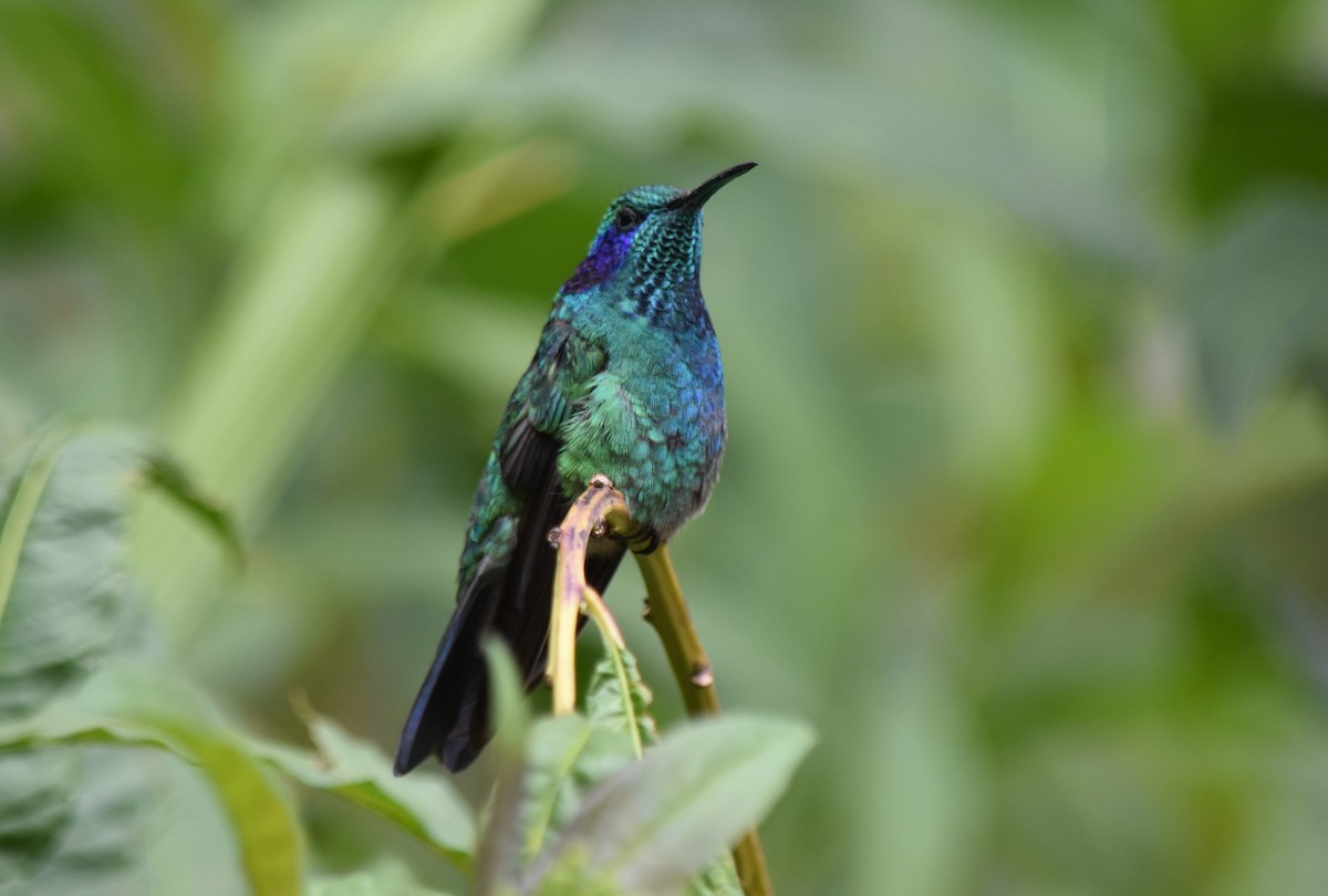 Lesser Violetear (Costa Rican) - Sandra Brown