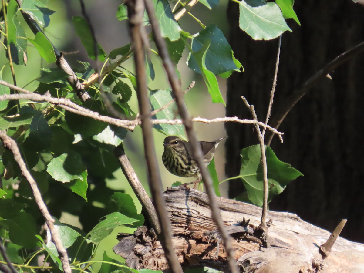 Northern Waterthrush - Justin Bryce