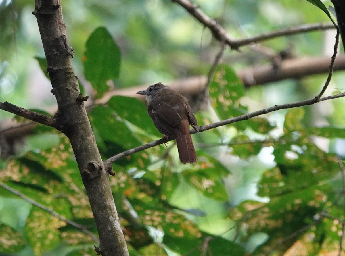 Gray-cheeked Bulbul - ML623521955