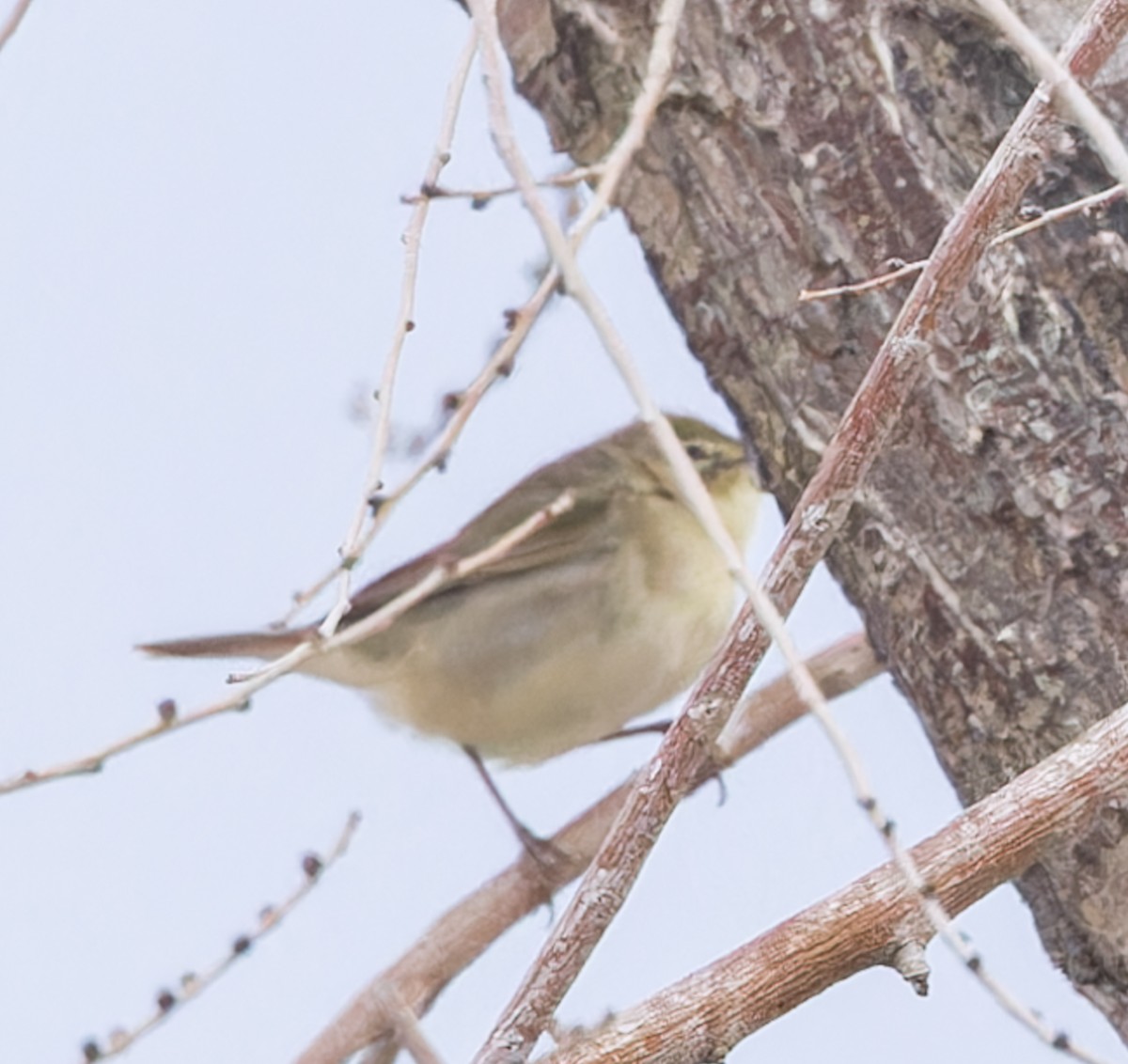 Phylloscopus sp. - ML623521960